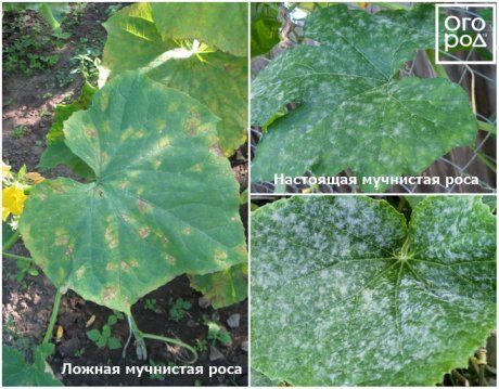 Как выглядит мучнистая роса на огурцах фото